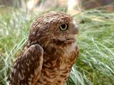 Owl at the Phoenix Zoo