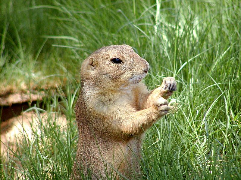 Prarie Dog at the Phoenix Zoo