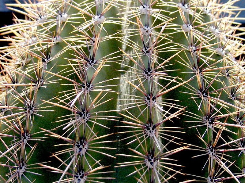 Cactus close-up