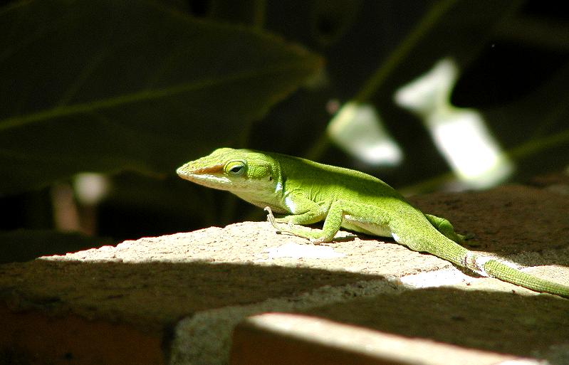 Lizard