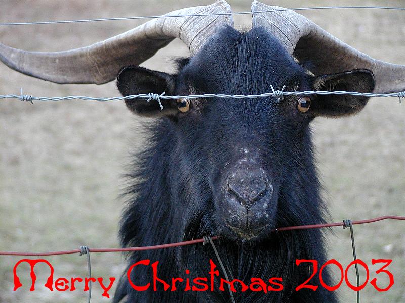 Merry Christmas
