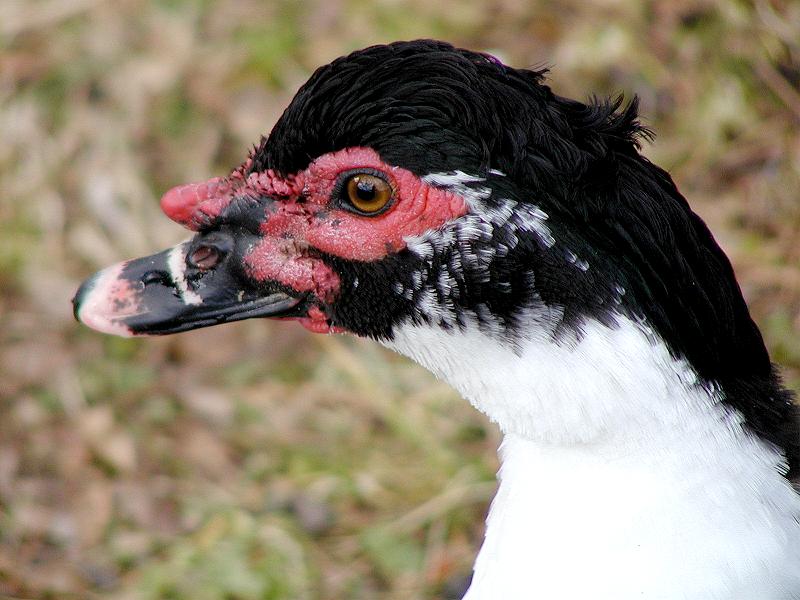 Duck