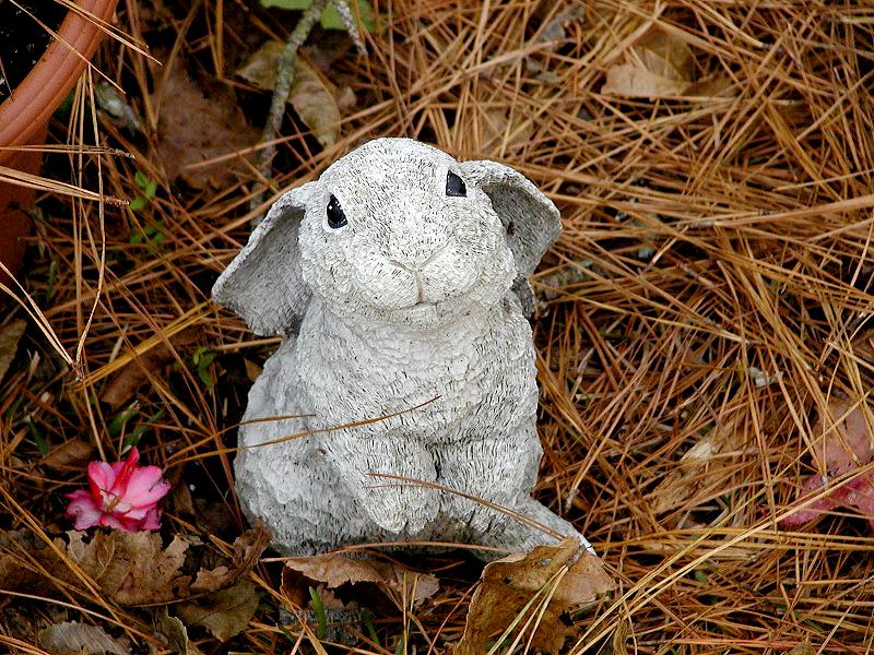 Bunny