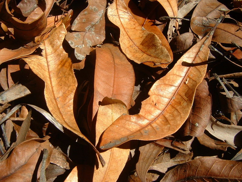 Fallen