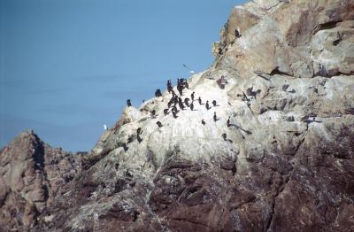 4-06 Cormorants