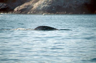 4-30-Spotting a Whale