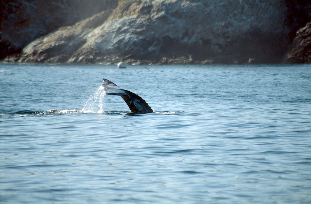4-31-Spotting a Whale
