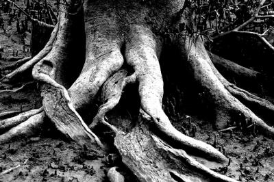 Tree roots in mangroves