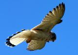 Australian kestrel