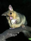 Baby brushtail possum