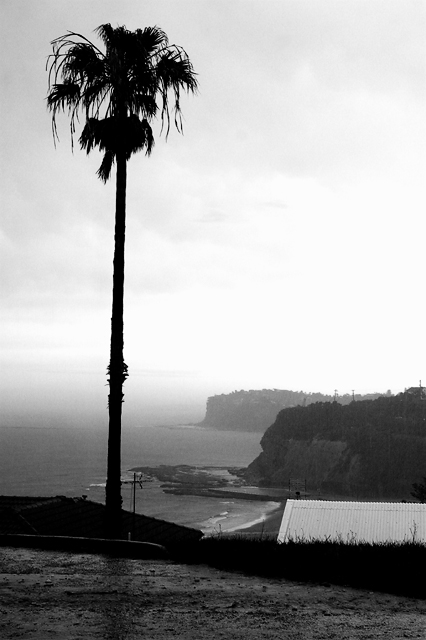 Palm in storm at Whale Beach