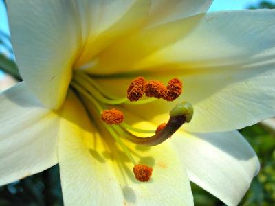 Trumpet Lily