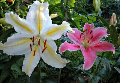 Lilies
