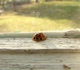 church-ladybug.jpg