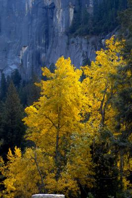 Late fall, Yosemite style