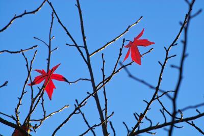 red leaves