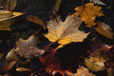 Fallen leaves after a rain