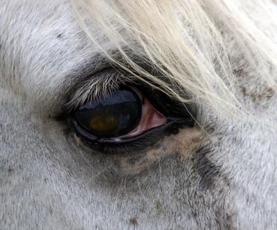 The Eyes of Blind Horses