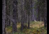 Northern forest, Yukon