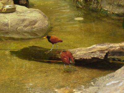 u37/sonasgael/medium/39478626.birds.jpg