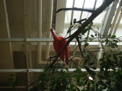 u37/sonasgael/medium/39479062.ibis.jpg