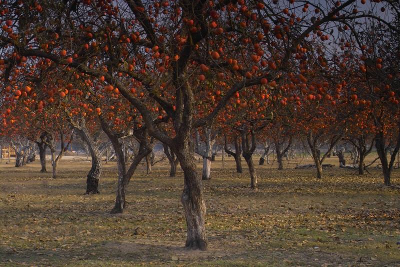 Persimmons