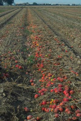 u37/sphomphanh/medium/23857178.IMG00072tomatoes.jpg