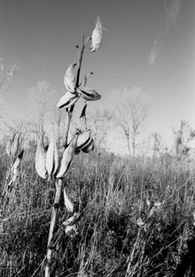 milkweed104