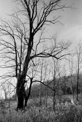 trees302