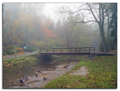 Ducks by the bridge