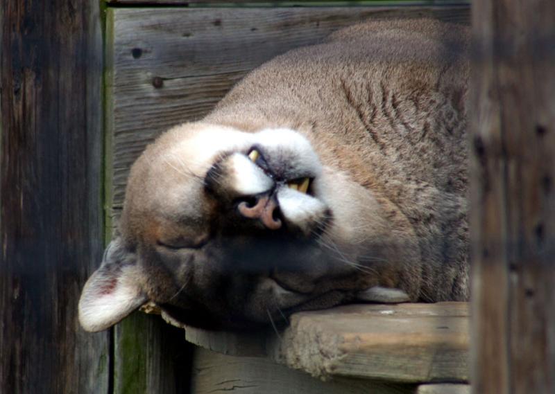 cat.jpg