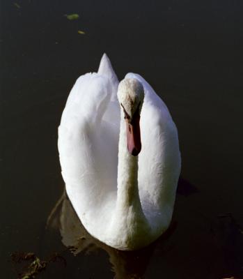 swan1.jpg