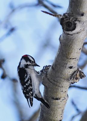 Male Downy Woodpecker (CRW_0248.jpg)