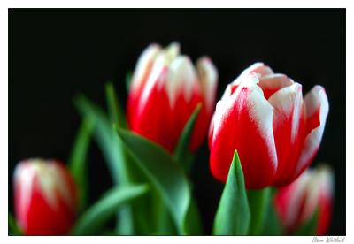 Image - 02-web.jpg