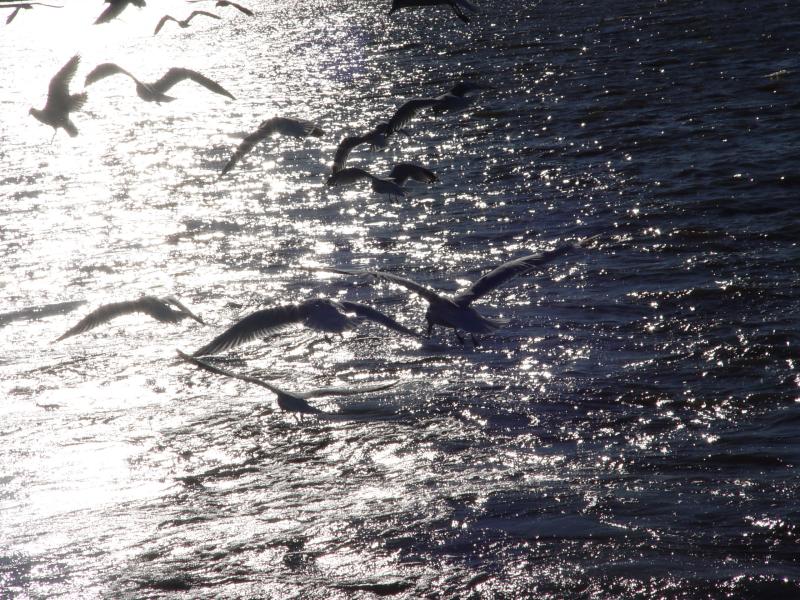 River of Life*<br>by Tajinder