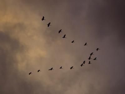 Formation Ibis*by Ric Skilton