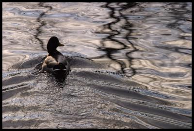 Duck Wake Reflections*Ann Chaikin