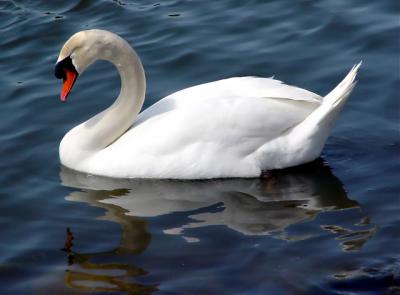 Sony Ugly Duckling By MHJ