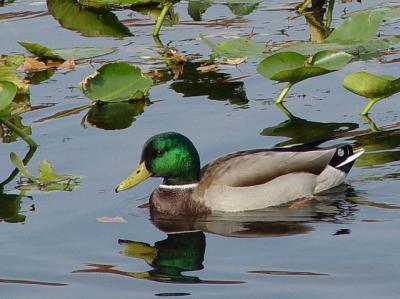 Ducky Swim by Arlene (Plantynut)