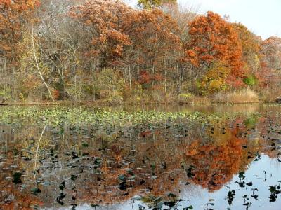 Fall on the Pond by Arlene (Plantynut)