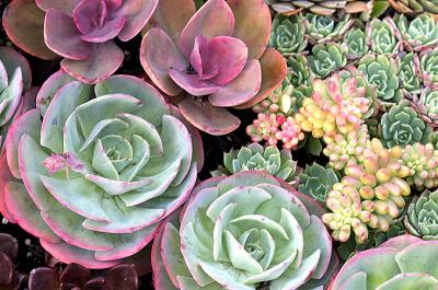 Hen and Chicks