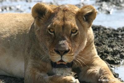 Up Close to a Lioness
