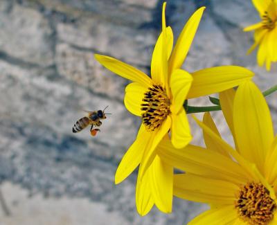 A bee carrier