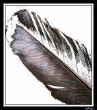 <b>My Thinking On Feather Details</b><br><font size=1>by NC</font>