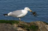Unlucky Crab <BR> by Phil J