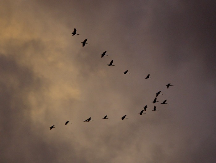 <b>Formation Ibis*</b><br><font size=1>by Ric Skilton