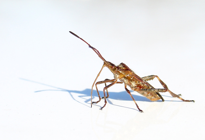 Bug Ugly Detail by  Keith T.*