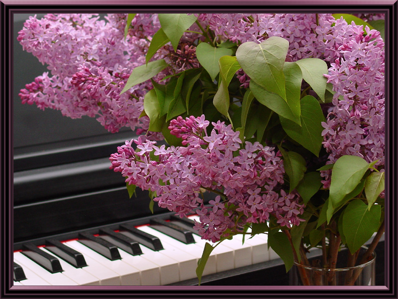<b>Lilacs and a Song</b><br><font size=1>by Johnny B.