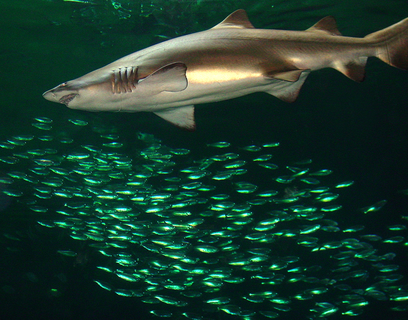 Underwater Reflections by Keith T.