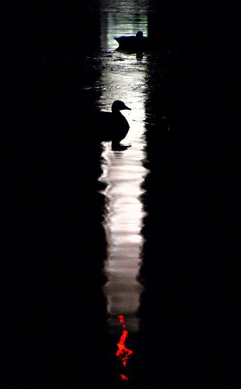 eighth place, tie<br>Reflecting within a Reflection.</b><br><font size=2>Fremiet
